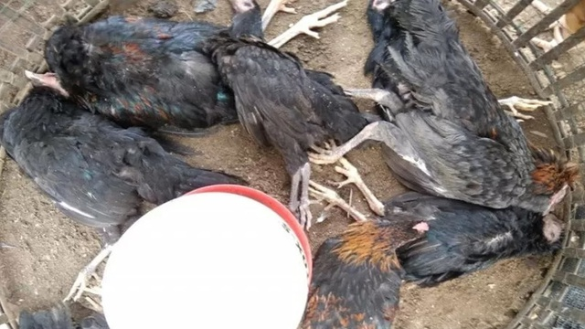 Wabah Flu Burung Kembali Muncul di Beberapa Wilayah Jawa Tengah